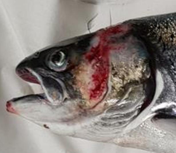 Don Staniford (@thegaaia) on Twitter photo A legal firm which represented <a href="/scotseafarms/">Scottish Sea Farms</a> is now seeking an interdict (injunction) for Bakkafrost Scotland – a Faroese-owned salmon farmer operating in Scotland – at a hearing on 24 September at Dunoon Sheriff Court <a href="/shepwedd/">Shepherd and Wedderburn</a>
theferret.scot/freedom-of-exp…
You can see why..... A legal firm which represented <a href="/scotseafarms/">Scottish Sea Farms</a> is now seeking an interdict (injunction) for Bakkafrost Scotland – a Faroese-owned salmon farmer operating in Scotland – at a hearing on 24 September at Dunoon Sheriff Court <a href="/shepwedd/">Shepherd and Wedderburn</a>
theferret.scot/freedom-of-exp…
You can see why.....
