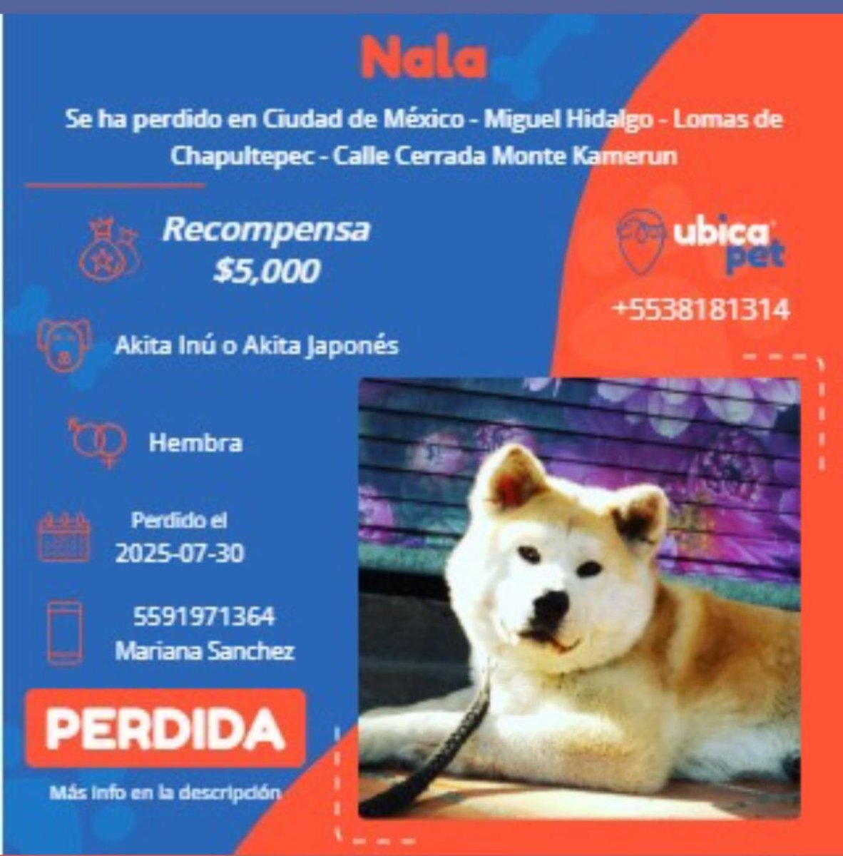 Sandra Segovia. Todos Somos Animales sí también tú (@segoviasan) on Twitter photo #CDMX ayúdanos a encontrar a Nala
<a href="/MascotasSismo/">Mascotas Sismo</a> @CaninaAmber <a href="/UbicapetMexico/">UBICAPET MÉXICO</a> <a href="/PerrosPerdidosA/">Mascotas perdidas</a> <a href="/PerrosPerdidosA/">Mascotas perdidas</a> <a href="/PrrosPerdidosMX/">PerrosPerdidosMx</a> <a href="/PerdiMiMascota/">PerdiMiMascota</a> <a href="/PerdiDogsMx/">PerdiDogsMx</a> <a href="/lawera33/">Perros Encontrados sin su dueño</a> <a href="/mascotasdifunde/">Difusión de mascotas</a> #CDMX ayúdanos a encontrar a Nala
<a href="/MascotasSismo/">Mascotas Sismo</a> @CaninaAmber <a href="/UbicapetMexico/">UBICAPET MÉXICO</a> <a href="/PerrosPerdidosA/">Mascotas perdidas</a> <a href="/PerrosPerdidosA/">Mascotas perdidas</a> <a href="/PrrosPerdidosMX/">PerrosPerdidosMx</a> <a href="/PerdiMiMascota/">PerdiMiMascota</a> <a href="/PerdiDogsMx/">PerdiDogsMx</a> <a href="/lawera33/">Perros Encontrados sin su dueño</a> <a href="/mascotasdifunde/">Difusión de mascotas</a>