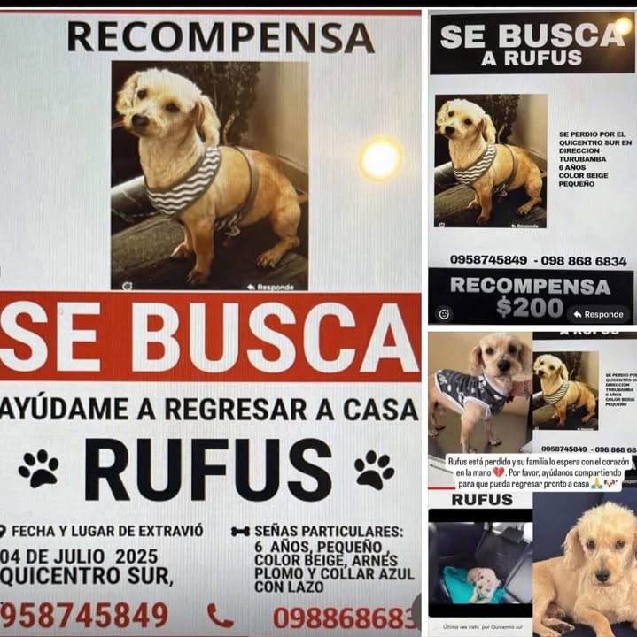 *ACTUALIZACIÓN*
#PERDIDO  #QUITO
Nombre: #Rufus
Fecha: 04-07-25
Sector: Sur, Sector Quicentro
Sexo: Macho
Raza: Mestizo 
Obsv: Pequeño, color beige, cuerpo alargado, tiene un lunar de carne en la frente 
Contacto: 0958745849
¡Ayúdalo a volver con su familia!
#AlertaMePerdí