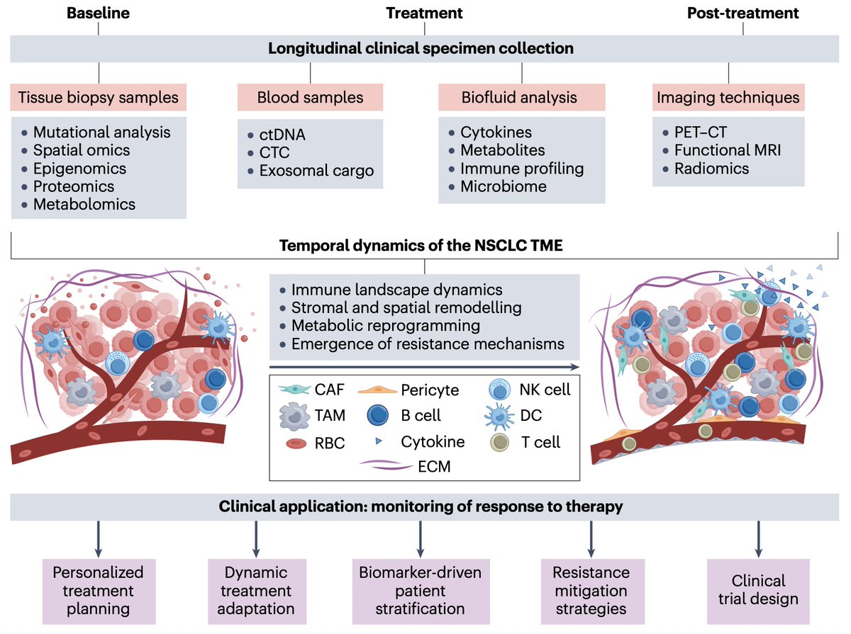 Diego A. Díaz García (@diegoadiazg) on Twitter photo 🫁 Tumour–microenvironment crosstalk in #NSCLC drives resistance, metastasis, and outcomes. 
Understanding spatial niches, inflammation, and immune evasion can reshape treatment strategies.
📖 <a href="/NatRevClinOncol/">NatureRevClinOncol</a> 
👉 doi.org/10.1038/s41571…
#CánCare #immunotherapy #biomarkers 🫁 Tumour–microenvironment crosstalk in #NSCLC drives resistance, metastasis, and outcomes. 
Understanding spatial niches, inflammation, and immune evasion can reshape treatment strategies.
📖 <a href="/NatRevClinOncol/">NatureRevClinOncol</a> 
👉 doi.org/10.1038/s41571…
#CánCare #immunotherapy #biomarkers