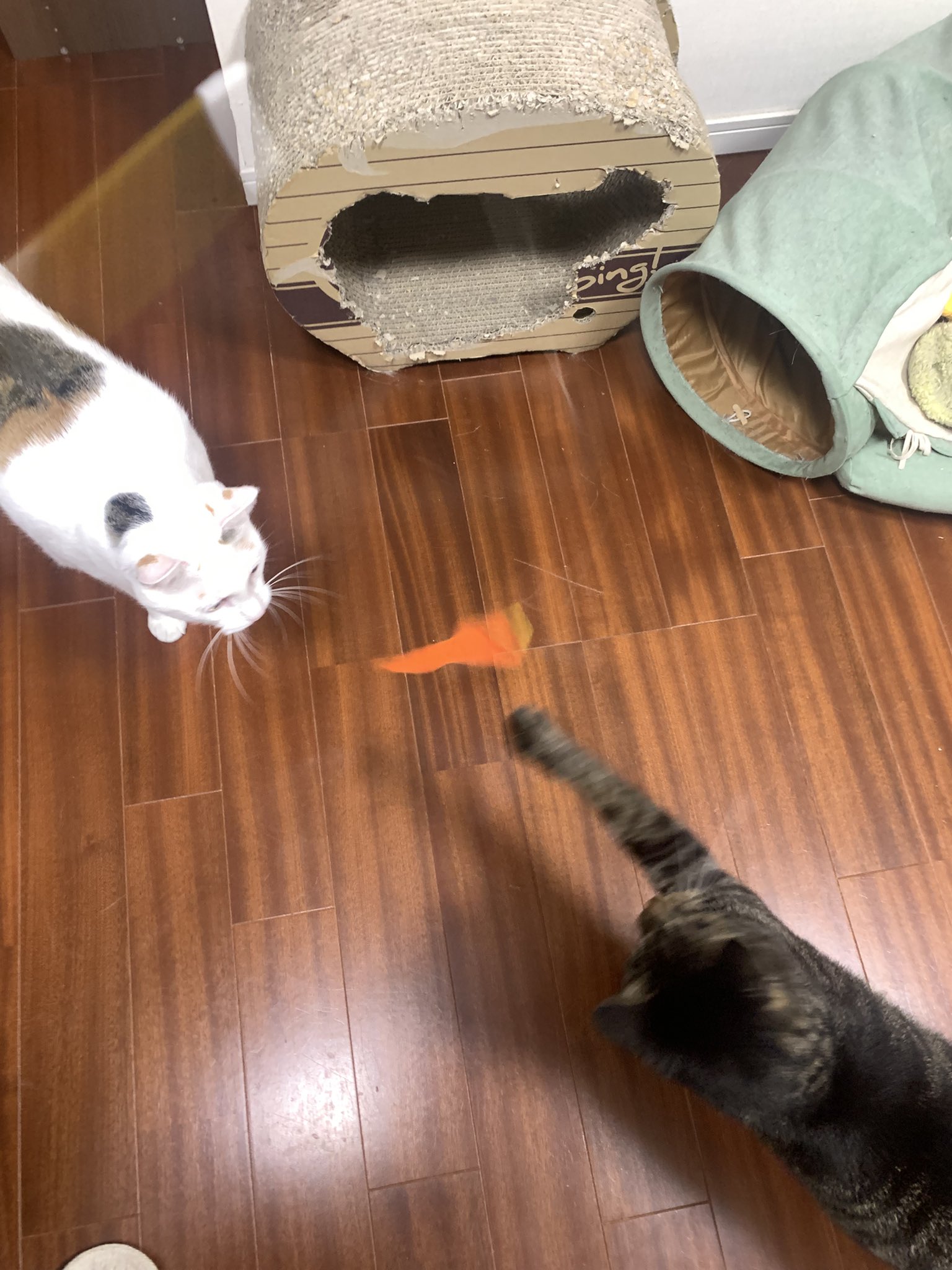 猫の家　むいむい　おもちゃ5点セット 猫の家 むいむい おもちゃ5点セット むいむい一覧 -猫の家