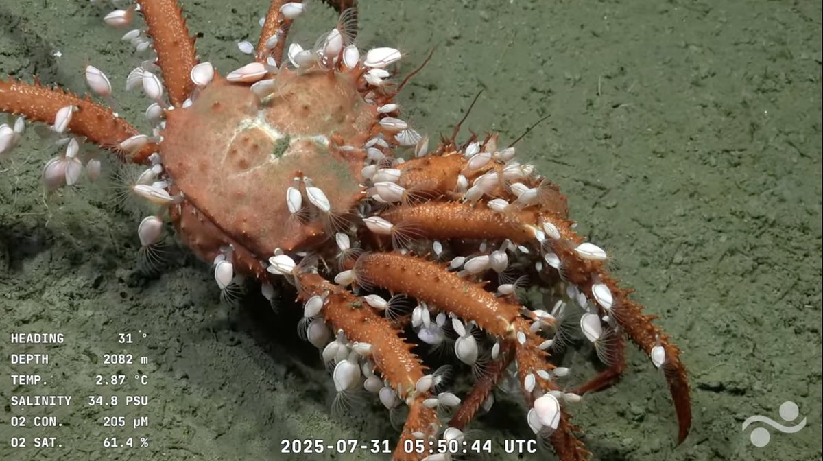 Look de Valentino Couture (2024). Bicho del fondo del mar de Mar del Plata (2025).