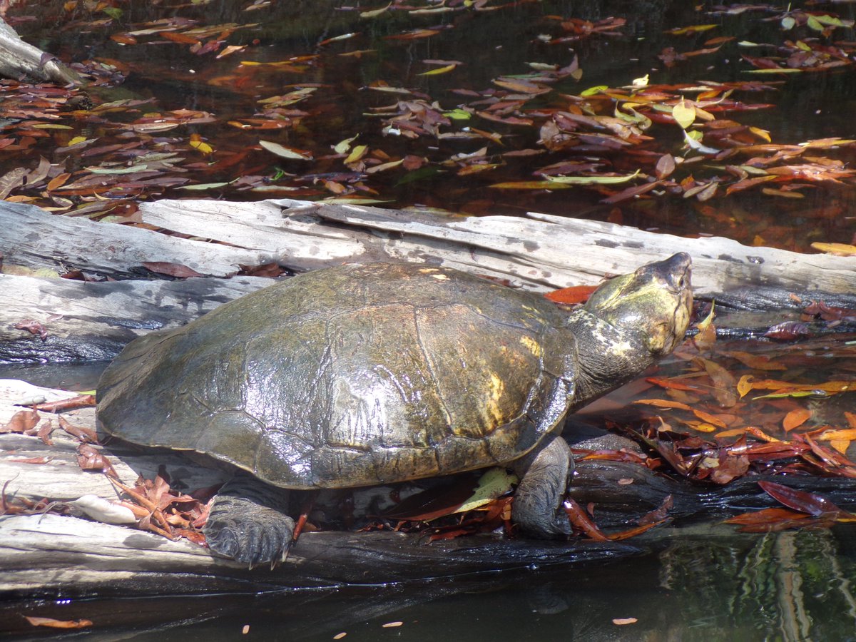 This #WorldRangerDay, we celebrate #Madagascar’s rangers—protecting wildlife, forests, and communities with courage and care. Proud to be part of the #WildlifeRangerChallenge, standing with teams across the globe. #ForWildlifeRangers

➡️SUPPORT US
wildlife.rangerchallenge.org/campaigns/impa…
