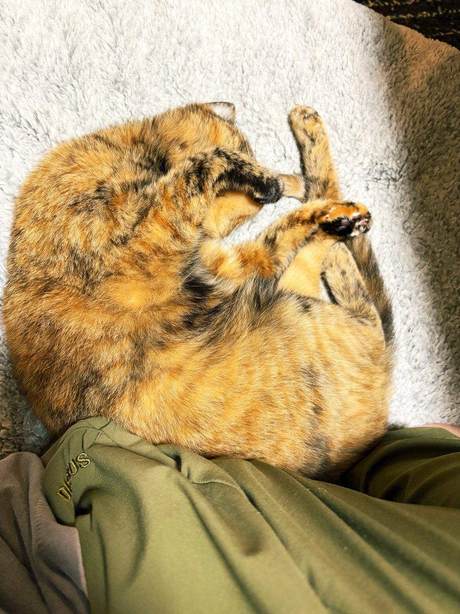 身体の一部をぴとってしてくる。べりきゅ。
 #今日のふみちゃん