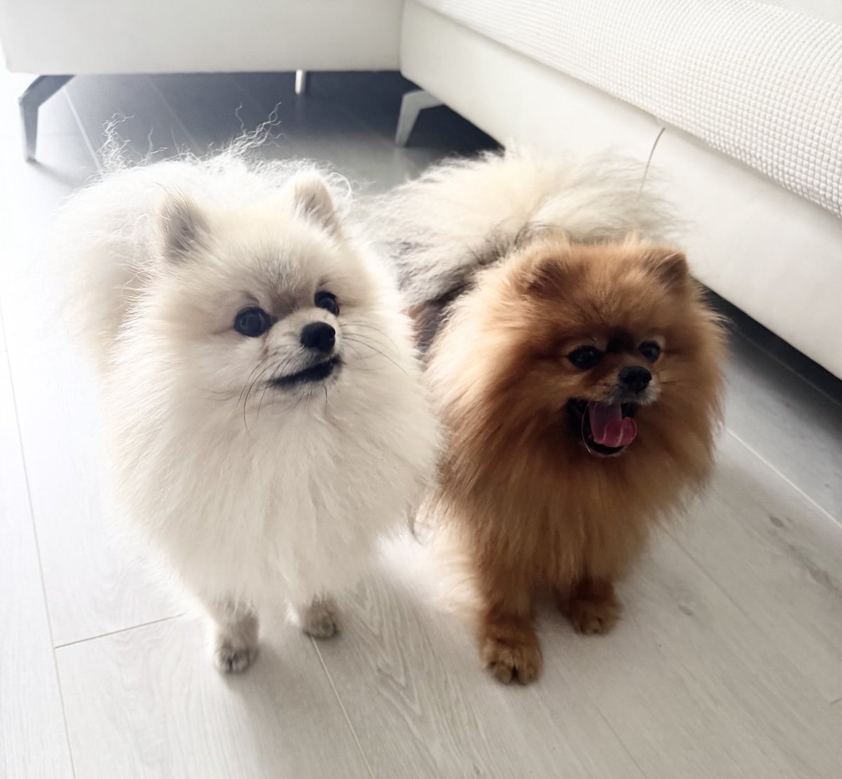 Syömään #Romeo #Jason 🐾🐾