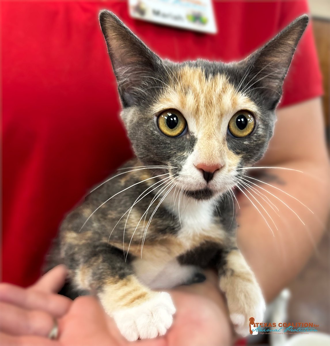 TCforAP's tweet image. Come see us this week at TCAP to get your 'Kitten Spay/Neuter &amp;amp; Vaccine Wellness Package' for $140!🐱

⏰Calendar: ow.ly/XPrf50WuLwm
Vaccination Info: ow.ly/cGP850WuLwl

#TexasForThem #NeuterIsCuter #TCAPSpayNeuter #DFWSpayNeuter #LowCostPetCareDFW #DallasPetWellness