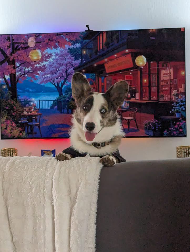 GuidingFire's tweet image. Crazy that’s it’s already been a year since Rigby joined our family.