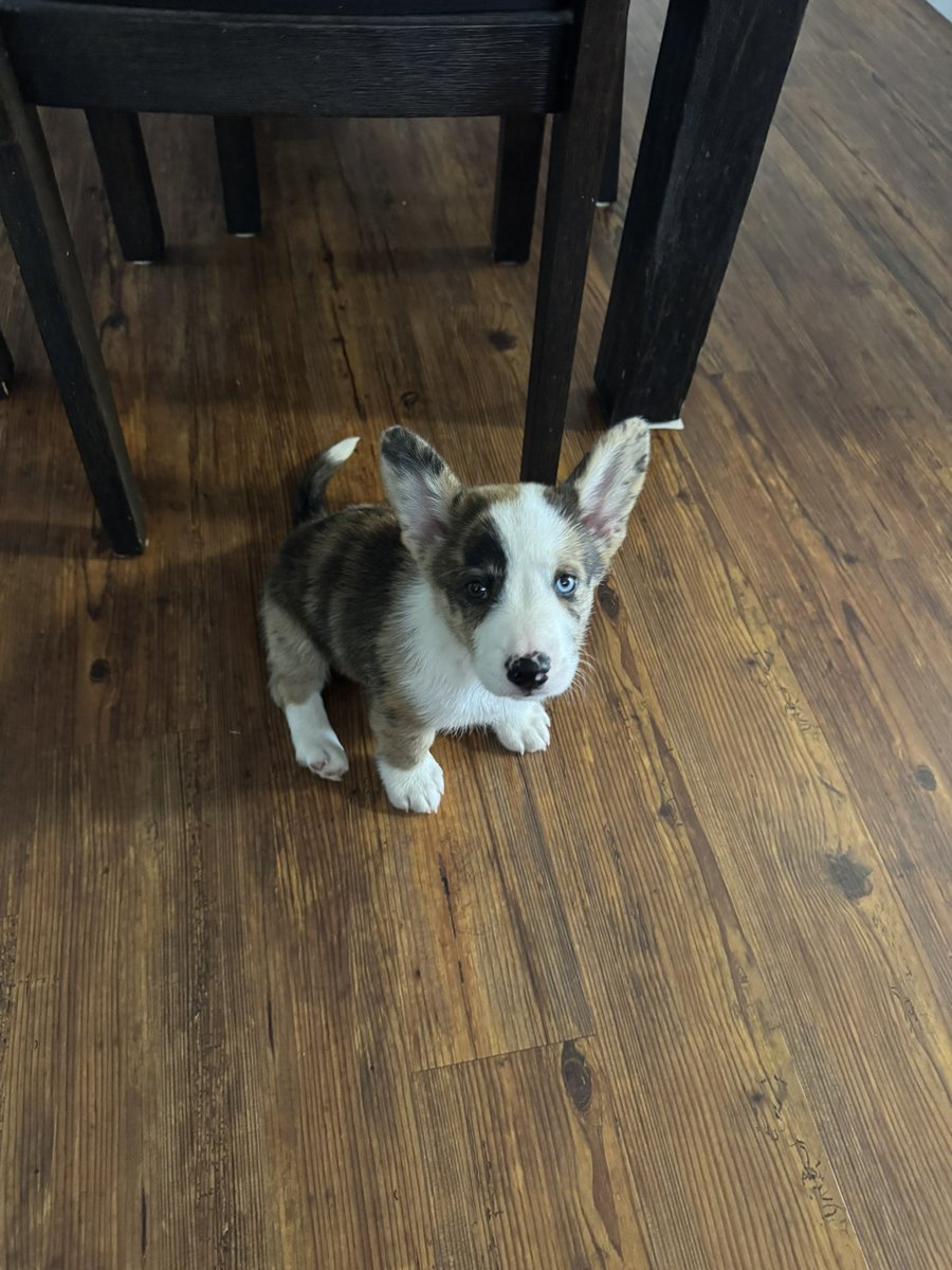 GuidingFire's tweet image. Crazy that’s it’s already been a year since Rigby joined our family.