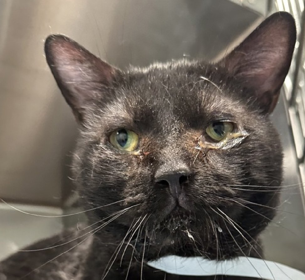 🆘🆘 ASH, 2 YO, MALE –  IN QUEENS ACC - came into the shelter as an owner surrender on 7/3/2025, with the surrender reason stated as not a fit - too many animals already.    🆘🆘 😿 😿 😿 😿

➡️TBD 8/1/25

➡️ MEDICAL PRIORITY – NEEDS MORE CARE AND ATTENTION THAN THE SHEKTER CAN