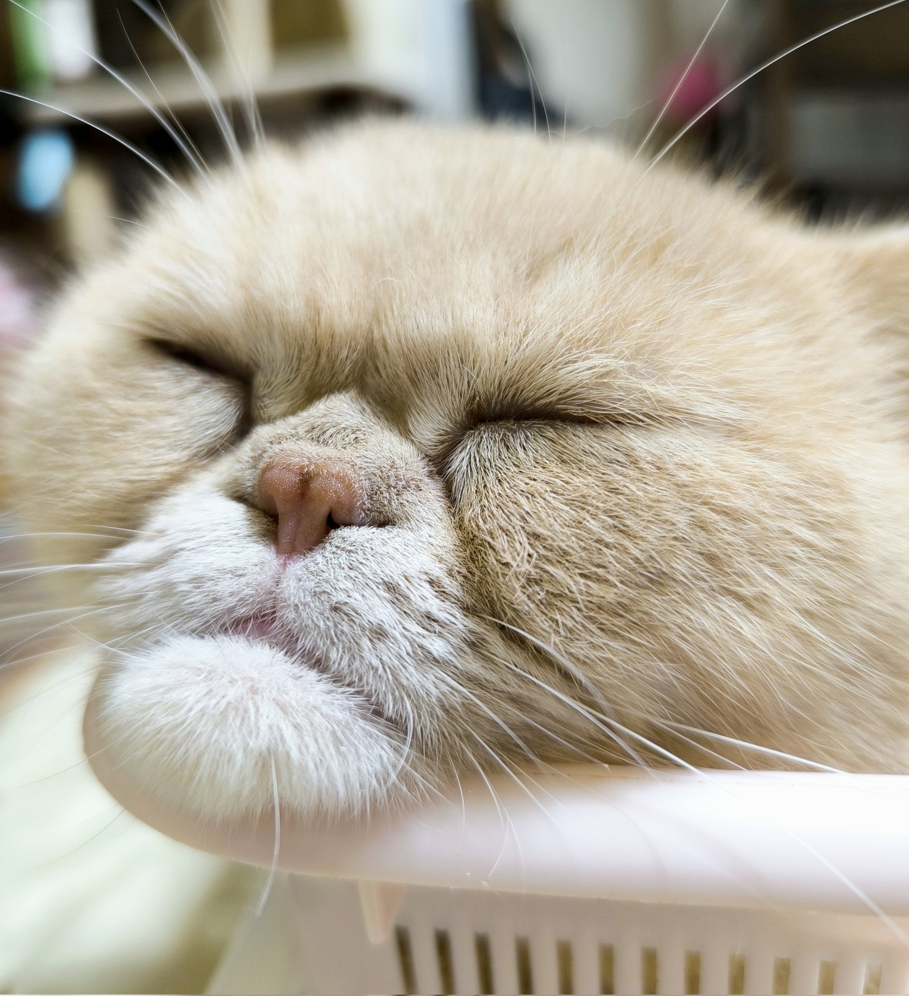猫好き 楽天市場】JXK Studio 猫フィギュア 猫好き ペット 動物好き 超