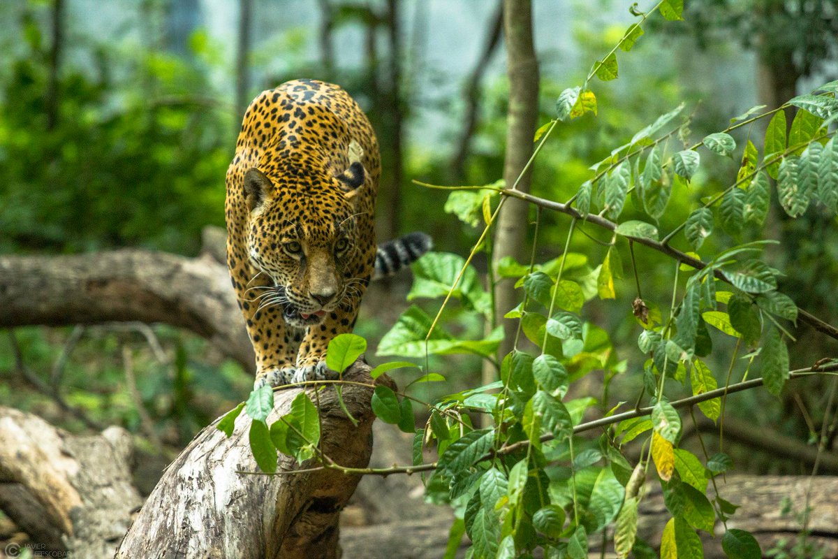 Te invitamos a explorar un tesoro natural de Tuxtla Gutiérrez:  el zoológico Miguel Álvarez del Toro, dentro de una reserva natural llamada el zapotal que resguarda y protege la fauna endémica de nuestro estado.
#ChiapasExtraordinarioPorNaturaleza #ChiapasParaElMundo