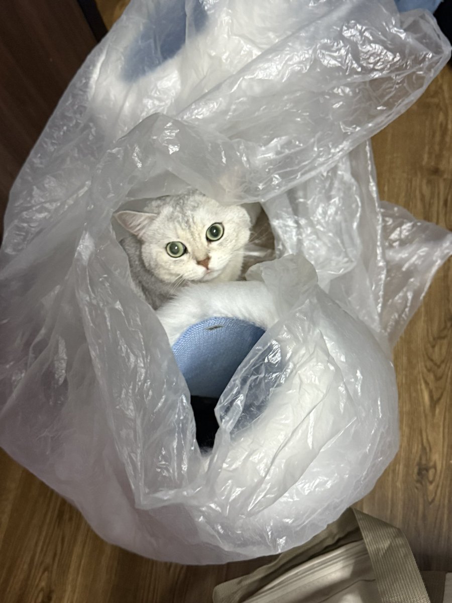 猫山王 tweet media