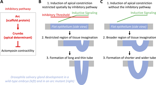 Rockefeller U. Press (@rockupress) on Twitter photo Tony Harris spotlights <a href="/JCellBiol/">Journal of Cell Biology</a> study from Kim et al. (hubs.ly/Q03zMSn70), which identifies an inhibitory pathway that controls the formation of epithelial tubes during #Drosophila salivary gland #development: hubs.ly/Q03zMF4h0 Tony Harris spotlights <a href="/JCellBiol/">Journal of Cell Biology</a> study from Kim et al. (hubs.ly/Q03zMSn70), which identifies an inhibitory pathway that controls the formation of epithelial tubes during #Drosophila salivary gland #development: hubs.ly/Q03zMF4h0