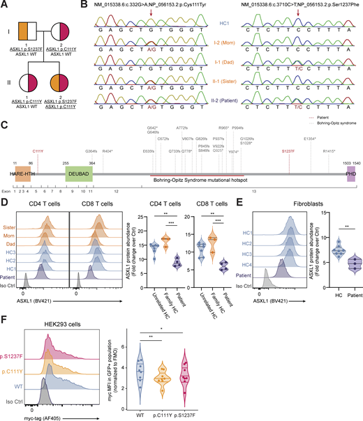 JExpMed's tweet image. Fu et al. identify biallelic germline ASXL1 variants as the cause of a novel #InbornErrorOfImmunity, linking ASXL1 deficiency to epigenetic dysregulation, combined immune deficiency, chronic viral infections, &amp;amp; malignancy
hubs.la/Q03zN1bK0