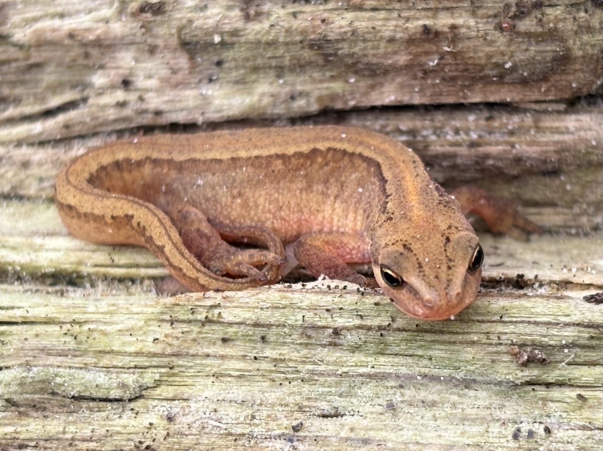 Reefpaths (@reefpaths) on Twitter photo Delighted to find several Smooth Newts (Lissotriton vulgaris) neath driftwood in dunes along Druridge Bay 30.7.25 ๐ Such beautiful creatures and surprised that they move so far away from freshwater lakes and pools <a href="/NorthWildlife/">Northumberland Wildlife Trust</a> Delighted to find several Smooth Newts (Lissotriton vulgaris) neath driftwood in dunes along Druridge Bay 30.7.25 ๐ Such beautiful creatures and surprised that they move so far away from freshwater lakes and pools <a href="/NorthWildlife/">Northumberland Wildlife Trust</a>