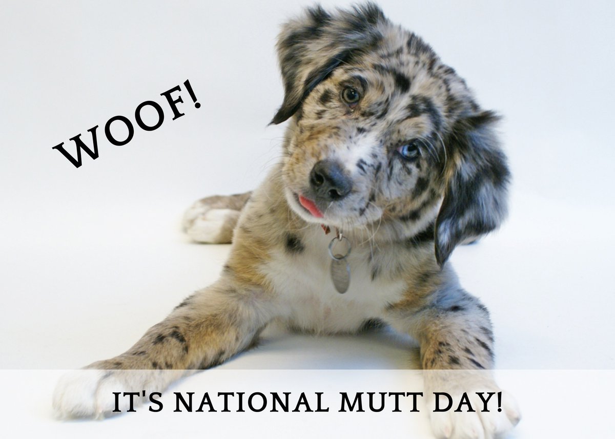 LifeHeartHome's tweet photo. It's National Mutt Day! Let's see a pic of your fur-baby!!

Post it below and I will send you a fridge-worthy print of your puppy!  

Have a FURR-Tabulous Day! Woof!

Free card link - https://t.co/FvmAmLFJVT https://t.co/Gf0mKT85pK