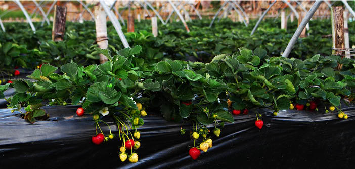 M&amp;S unveils projects to boost UK-grown fruit &amp; veg

Read more via #HortNews &gt;&gt; hortnews.com/articles/horti…

<a href="/marksandspencer/">M&S</a>