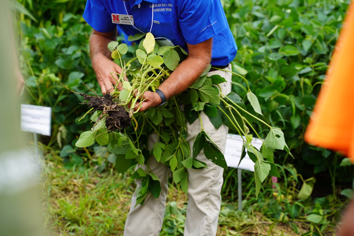 Nebraska Soybean Board (@nesoybeanboard) on Twitter photo Soybean gall midge remains a tough pest, but research is helping farmers fight back. Check out the latest update from the <a href="/SoyResearchInfo/">SoybeanResearchInfoNetwork</a>: soybeanresearchinfo.com/research-highl… Soybean gall midge remains a tough pest, but research is helping farmers fight back. Check out the latest update from the <a href="/SoyResearchInfo/">SoybeanResearchInfoNetwork</a>: soybeanresearchinfo.com/research-highl…
