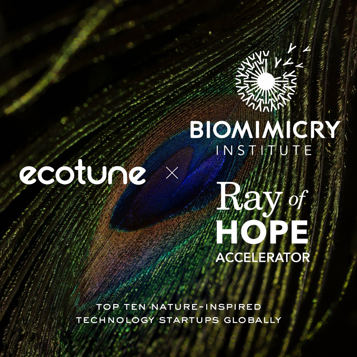 Ecotune tweet media