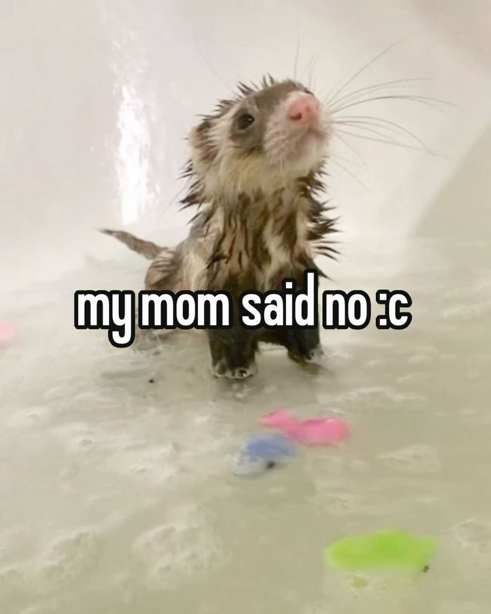 Ferret Friend (@ferretfriend__) on Twitter photo 