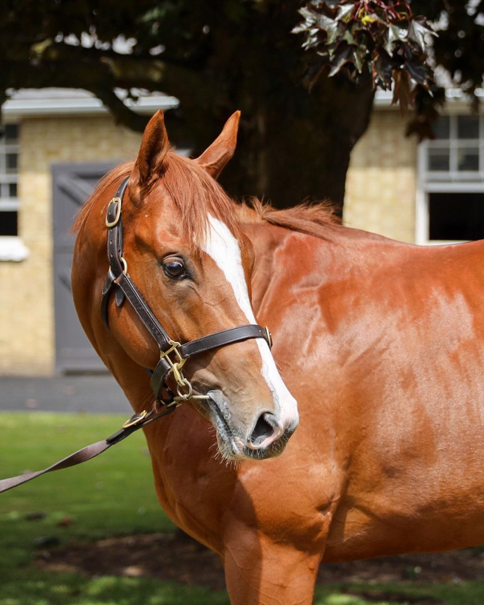 The Lost Sock is BACK! 🧦

Our <a href="/RacingTV/">Racing TV</a> x RaceShare 2yo made a promising start to his career on debut and looks to show the benefit of that run at @ThiskRaces tomorrow. 

He drops back to 5f having shown plenty of speed on debut and Group 1-winning jockey <a href="/SilvDSousa/">Silvestre de Sousa</a> takes the