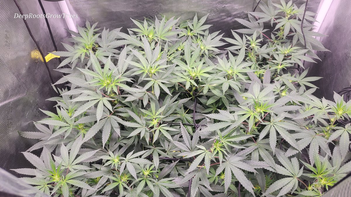 Deeproots (@deeproots175394) on Twitter photo JAW BREAKER!! <a href="/royalqueenseeds/">Royal Queen Seeds</a> <a href="/MikeTyson/">Mike Tyson</a> collab!! @ she's been topped and trained <a href="/theBudTrainer/">BudTrainer</a> to full this space. She was flipped 12/12 about a week ago. Stay Growing!! #homegrown #organic JAW BREAKER!! <a href="/royalqueenseeds/">Royal Queen Seeds</a> <a href="/MikeTyson/">Mike Tyson</a> collab!! @ she's been topped and trained <a href="/theBudTrainer/">BudTrainer</a> to full this space. She was flipped 12/12 about a week ago. Stay Growing!! #homegrown #organic