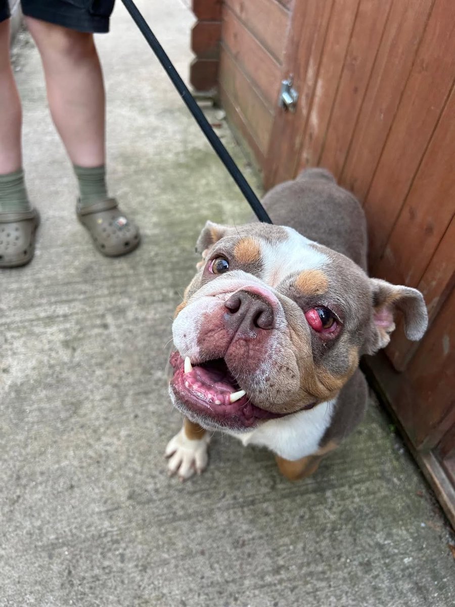 Please retweet to help find the owner or a rescue shelter space for this stray/abandoned dog found #BRYNMAWR #GWENT #WALES #UK 
 Bulldog Female💔💔💔
If you have any information regarding this dog's owner, please ring 01495 311556 - Thank you.
Blaenau Gwent CBC
Origina post on