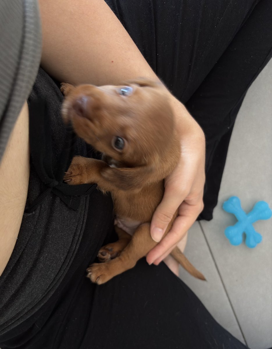 It’s been a week since we adopted 🎀Ratón🎀