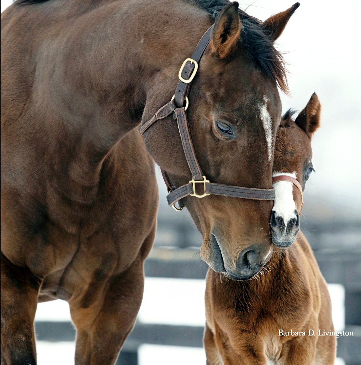 Baby THE WINE STEWARD🍷😍 (Vino Rosso), with dam Call to Service in 2021 <a href="/sequelnewyork/">Sequel New York</a> 

The multiple graded stakes-placed Mike Maker trainee is entered in today's Saratoga featured John Morrissey for <a href="/nytbreeders/">NYTB</a> . 

Related article by DRF's Mike Welsch: drf.com/news/wine-stew…