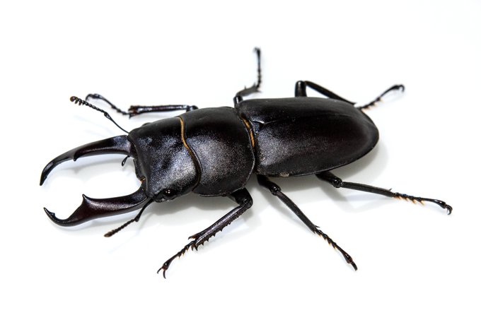 コンビニでコクワをひろう
わりとちゃんとカッコいいと思うんだよな
コクワガタの大きいやつ 