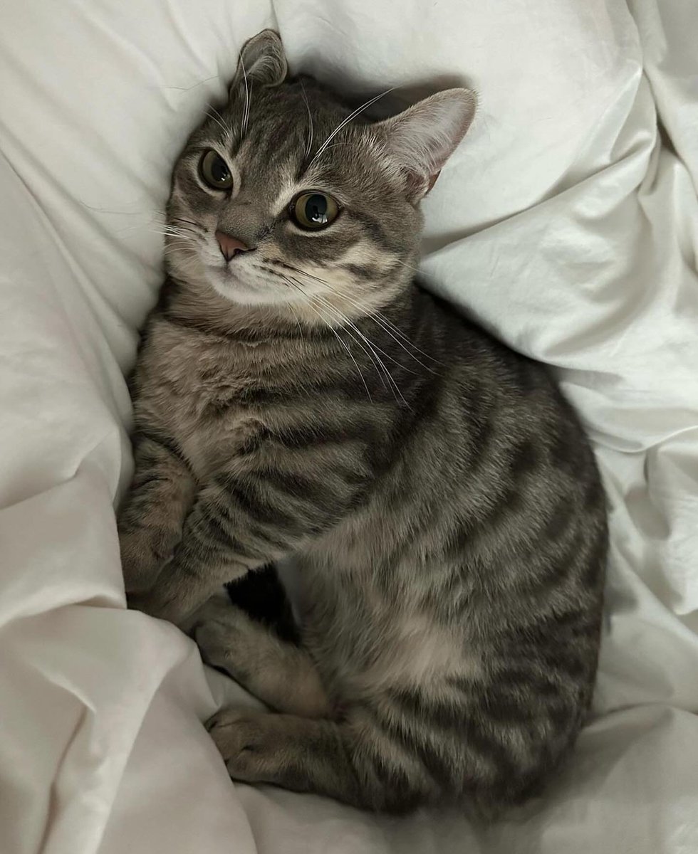 The Cats 𝕏 (@thecatsx) on Twitter photo 