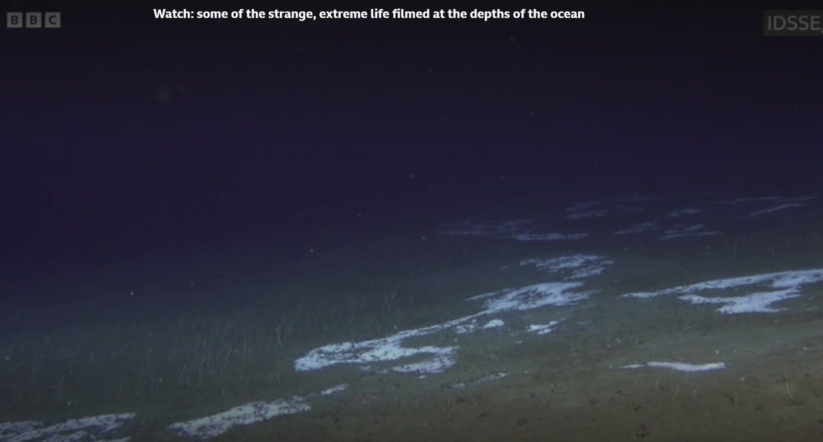 VictorVescovo's tweet image. I must compliment the Chinese submersible &quot;Fendouzhe&quot; team for their recent discoveries in the Kuril-Kamchatka and Aleutian trenches. I never saw anything like this in the 17 deep trenches I visited. Amazing new forms of life. Still more to explore.
bbc.com/news/articles/…