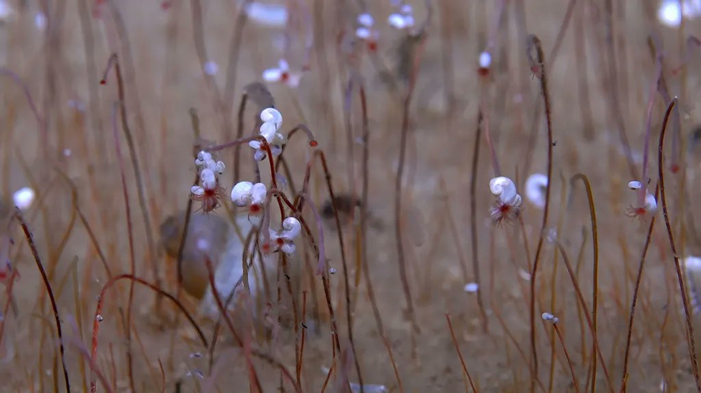 VictorVescovo's tweet image. I must compliment the Chinese submersible &quot;Fendouzhe&quot; team for their recent discoveries in the Kuril-Kamchatka and Aleutian trenches. I never saw anything like this in the 17 deep trenches I visited. Amazing new forms of life. Still more to explore.
bbc.com/news/articles/…