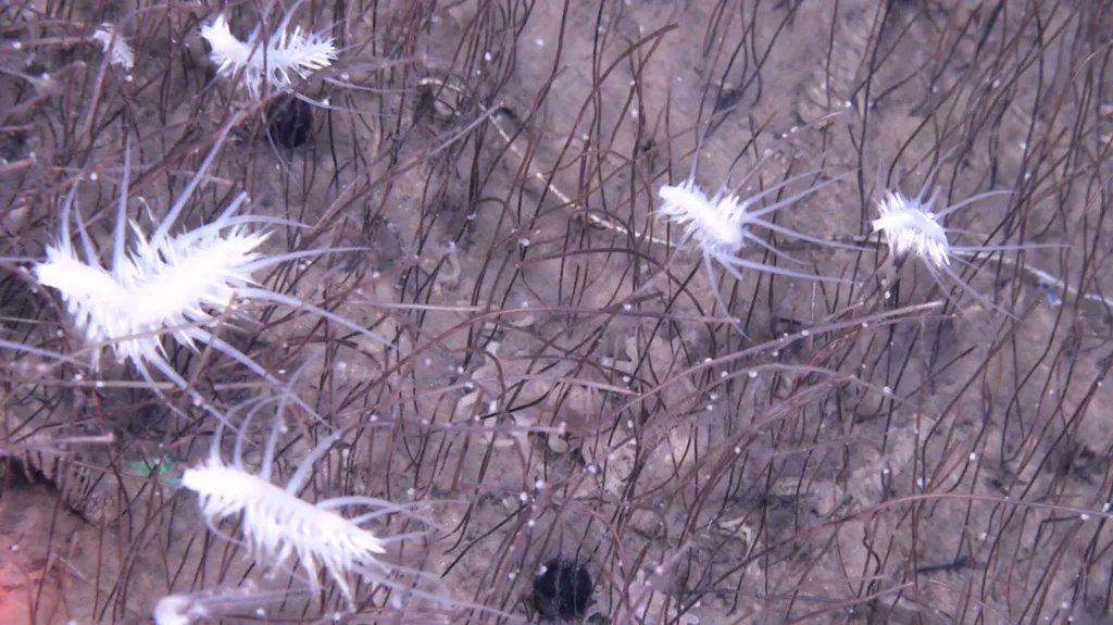 VictorVescovo's tweet image. I must compliment the Chinese submersible &quot;Fendouzhe&quot; team for their recent discoveries in the Kuril-Kamchatka and Aleutian trenches. I never saw anything like this in the 17 deep trenches I visited. Amazing new forms of life. Still more to explore.
bbc.com/news/articles/…