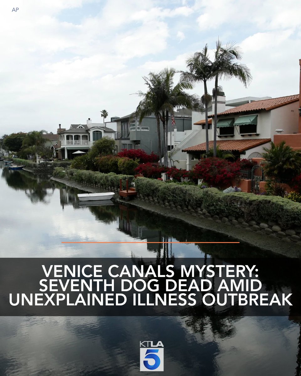 KTLA's tweet image. A mysterious illness linked to the Venice Canals has claimed the life of a seventh dog, prompting concerned community members to warn pet owners to remain vigilant. Details: ktla.com/news/local-new…
