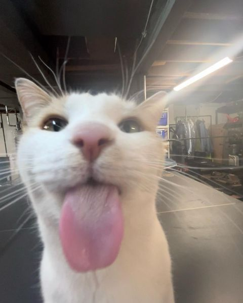 alya_vtube's tweet image. me showing up to my debut like: 😛✨ #VTuber #PreDebut #CatVibes”