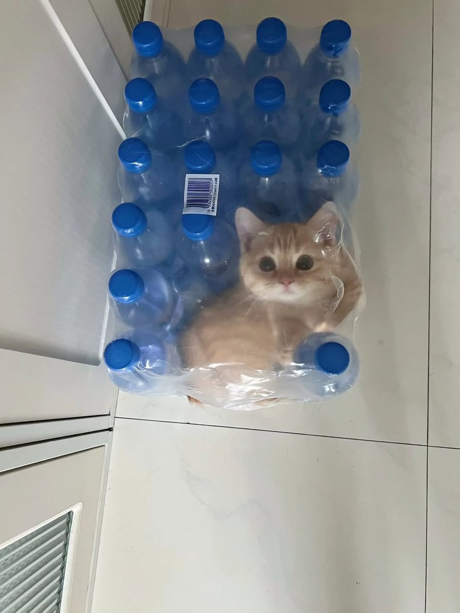 smol silly cat tweet media