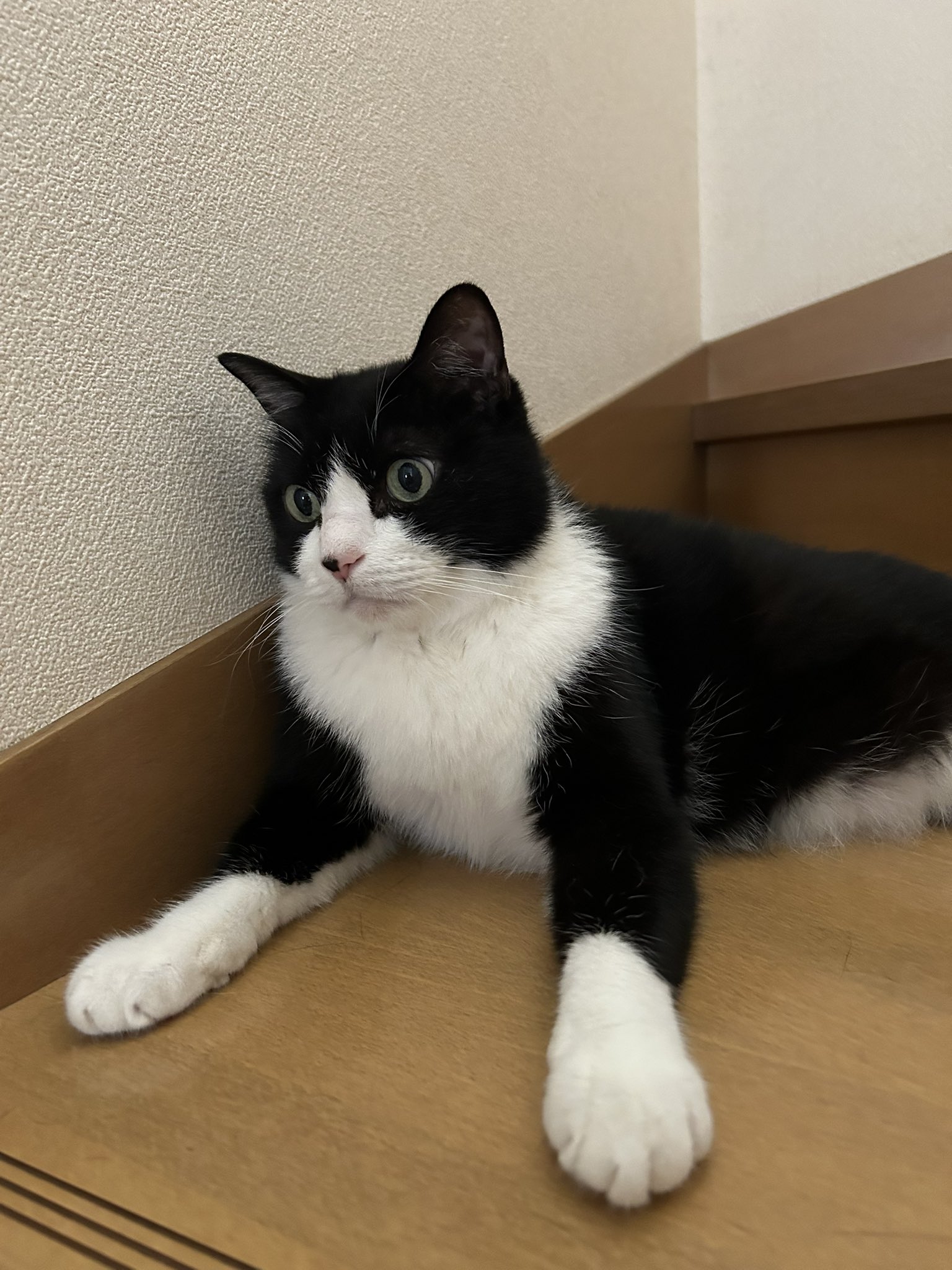 猫のさだはる on X: 