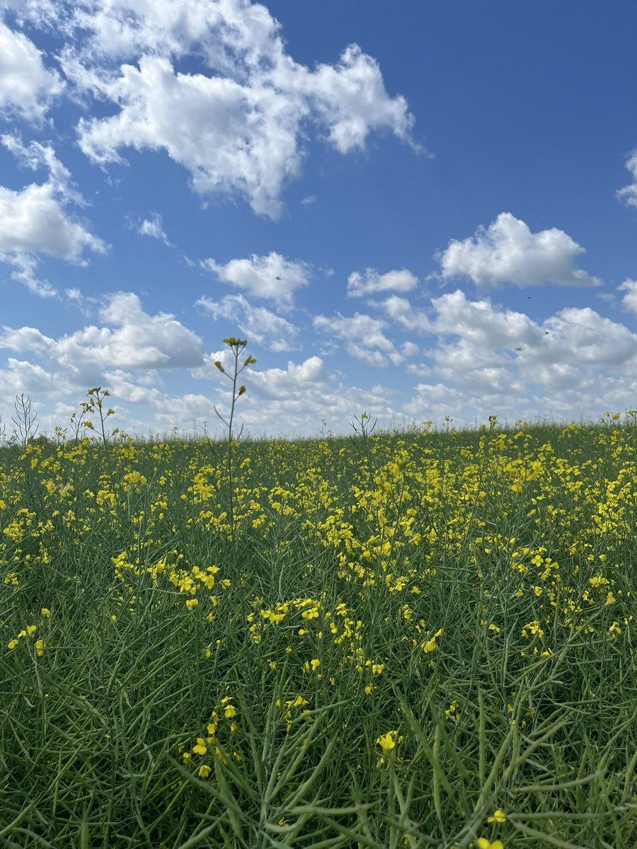 Karson (@karsongridley) on Twitter photo We had a great day with our crop tour and customer appreciation lunch! <a href="/NutrienAg_SAB/">Nutrien Ag Solutions - Southern Alberta</a> thanks to all who helped make it a success!! We had a great day with our crop tour and customer appreciation lunch! <a href="/NutrienAg_SAB/">Nutrien Ag Solutions - Southern Alberta</a> thanks to all who helped make it a success!!