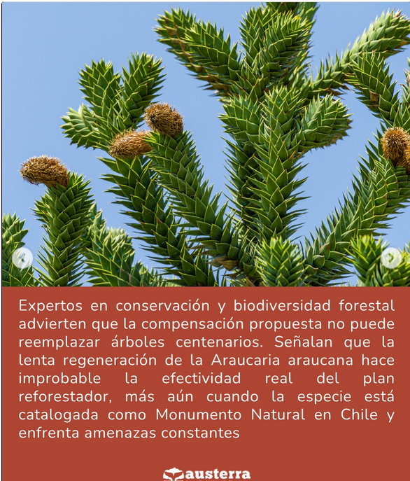 AlejandroSig's tweet photo. Denuncia @FIMA_Chile @TerramChile @CL_SinEcocidio @chilesust 

"Tala de Araucarias Milenarias" 

Araucaria araucana (Población andina) https://t.co/J36GkVLsUw