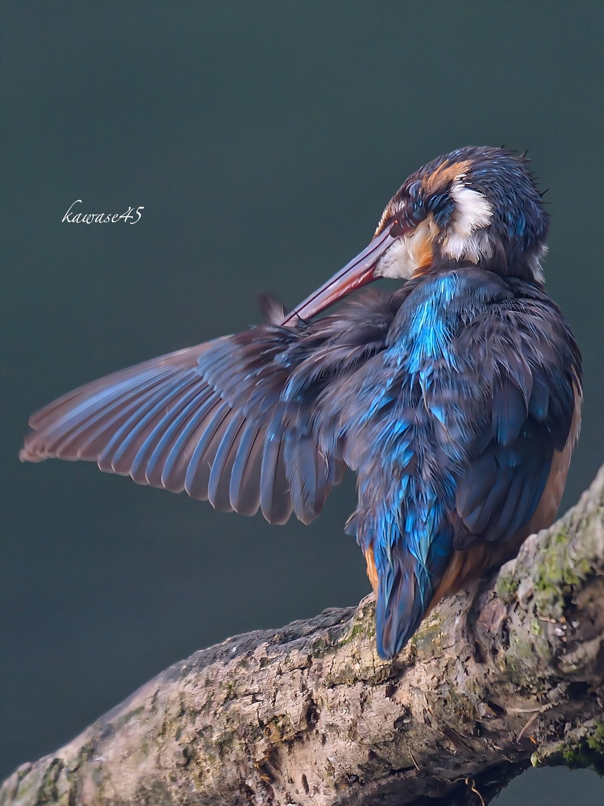 ピンコさま専用　　カワセミ かわせみ - Search / X