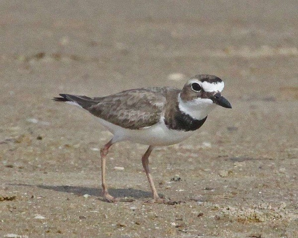 Me demoré 38 años en buscar su significado. A esto se referían Chespirito con las patas de chichicuilote...