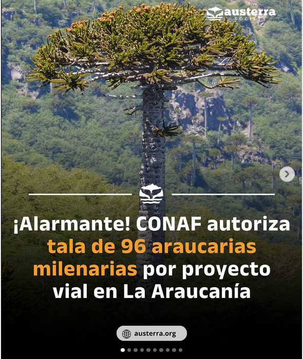 AlejandroSig's tweet photo. Denuncia @FIMA_Chile @TerramChile @CL_SinEcocidio @chilesust 

"Tala de Araucarias Milenarias" 

Araucaria araucana (Población andina) https://t.co/J36GkVLsUw