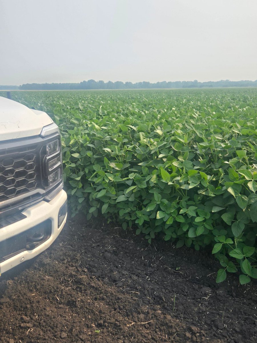 There's a new sheriff in town!!! NSCHomewood beans looking 😍 from Northstar Genetics.