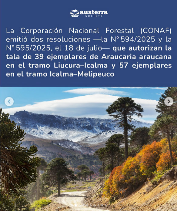 AlejandroSig's tweet photo. Denuncia @FIMA_Chile @TerramChile @CL_SinEcocidio @chilesust 

"Tala de Araucarias Milenarias" 

Araucaria araucana (Población andina) https://t.co/J36GkVLsUw