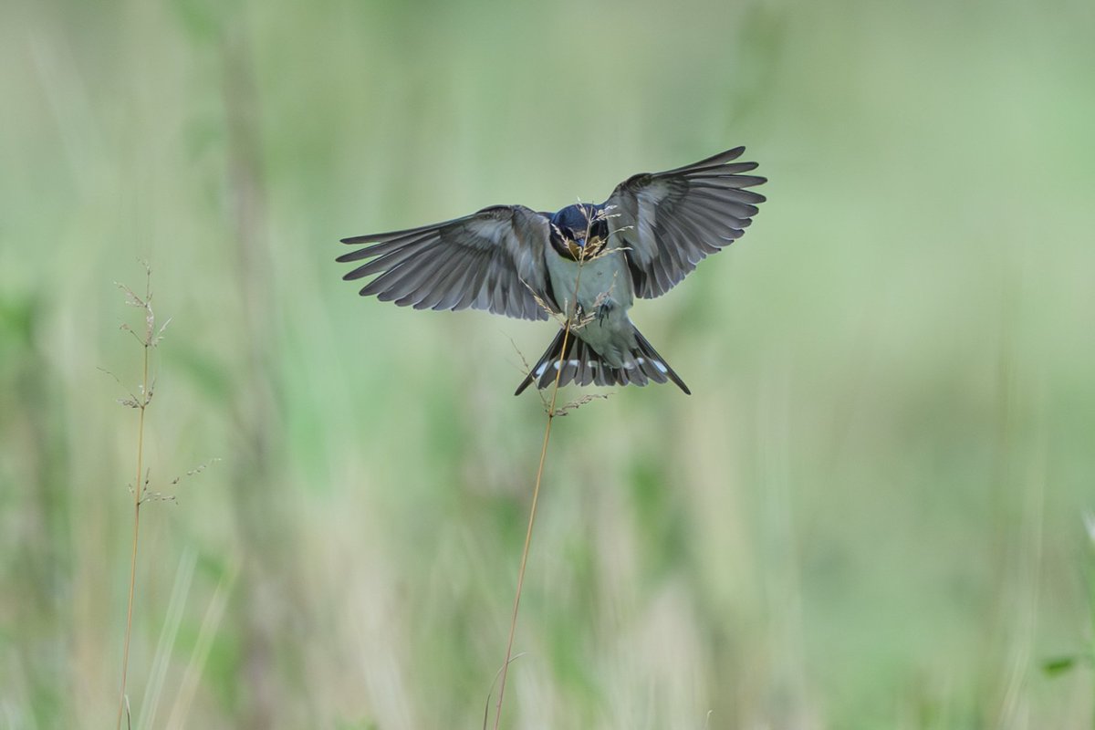 足よ足
届くの？
#野鳥
#ツバメ
#Nikon
#Z9
#z600mmf4tc
#gallery_no8
#私とニコンでみた世界
