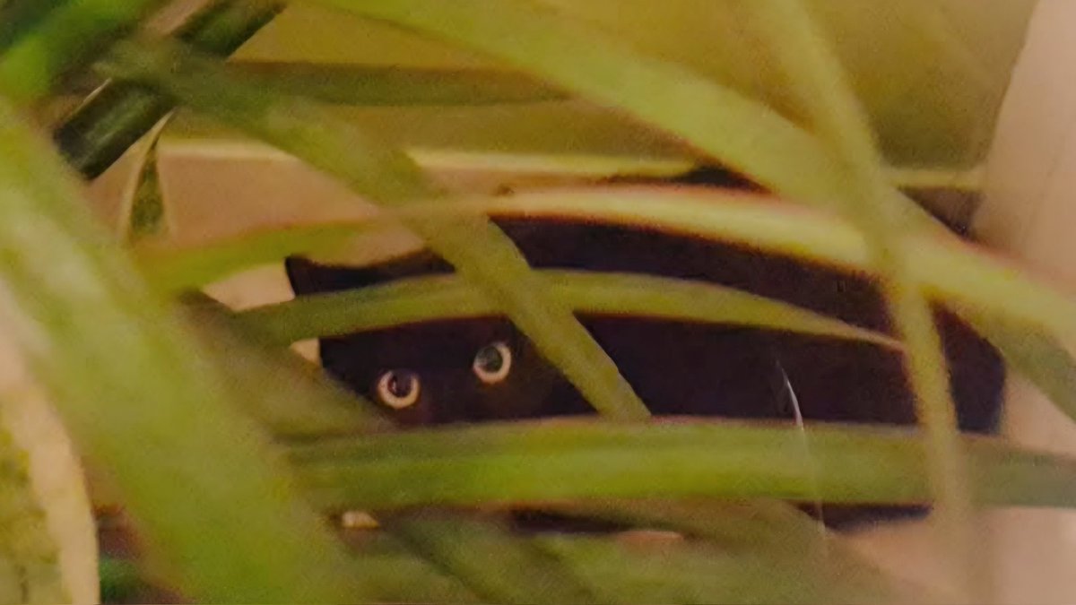 #ThrowbackThursday: After we picked Leia up from the shelter, she first hid behind an indoor palm tree. 😆