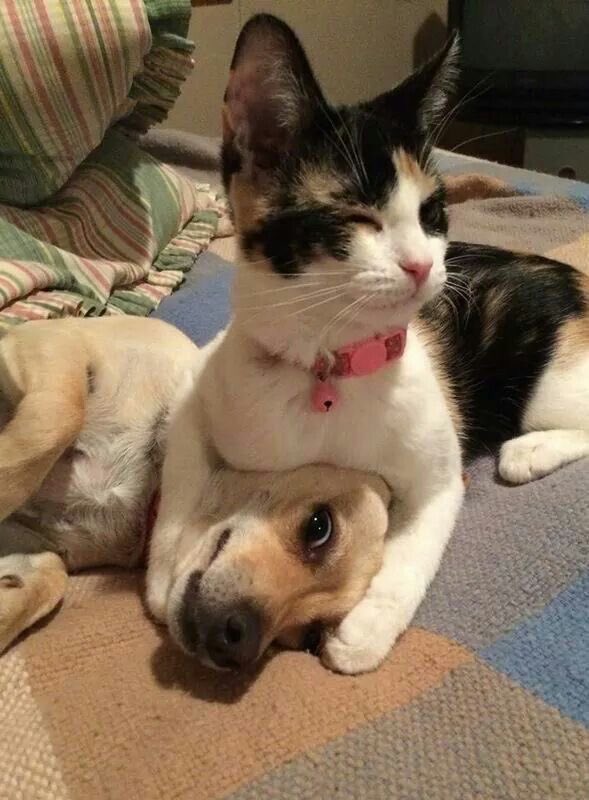 calico cat and silly dog 😁