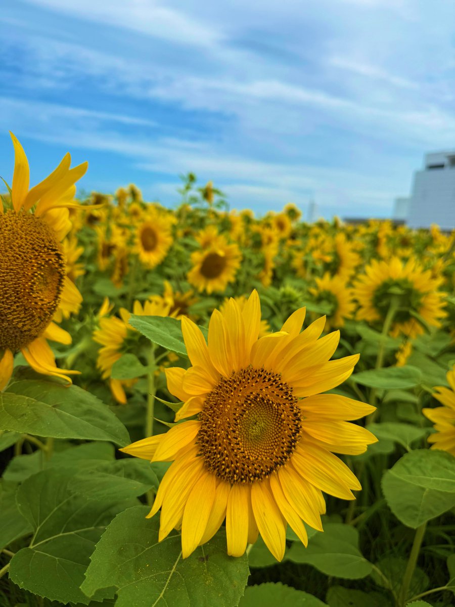 おはようさんさん✨

8月がスタート🌻早いよねー
暑さも厳しくなりますが、くれぐれも体調に気をつけていきまっしょい🎐