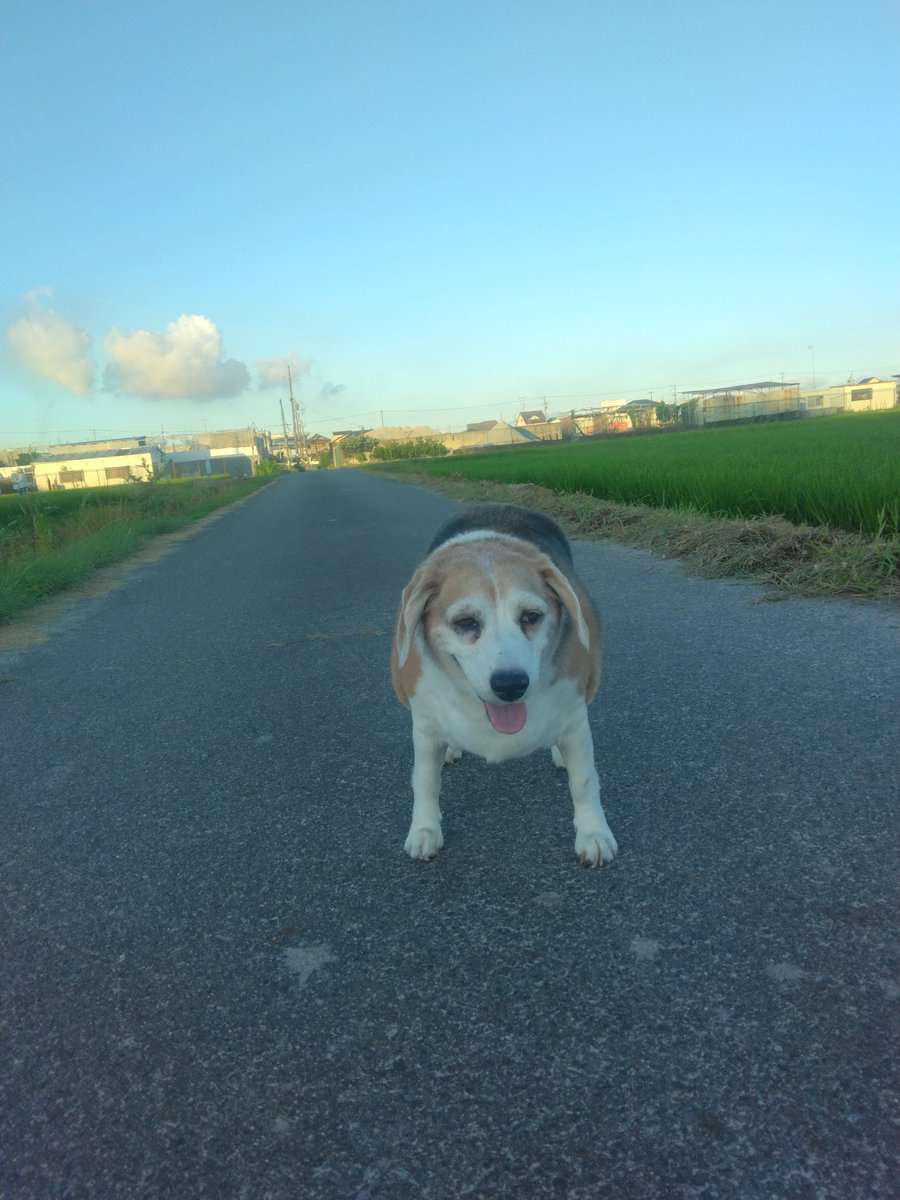 おはようございます😲🐶
朝散歩、27度ぐらい🐕💦☀️
今日もご安全に🥵💦🚴⚠️